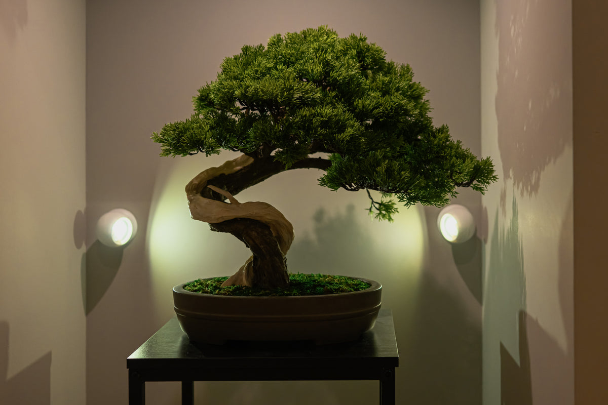 Custom-made Bonsai