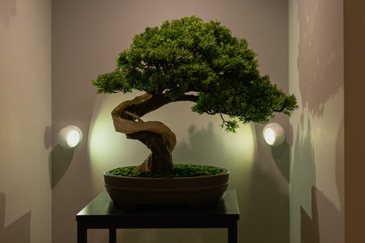 Custom-made Bonsai